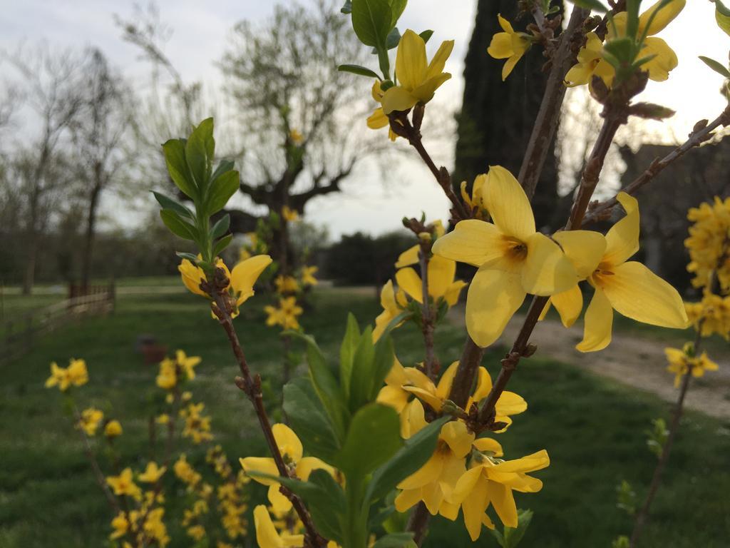 Podere Conte Racani Амелиа Экстерьер фото